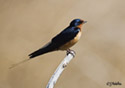 Hirundo rustica